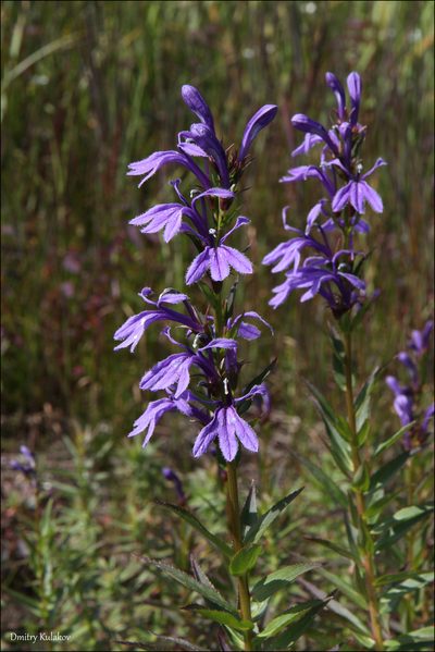 Lobelia sessilifolia, photographed by Dmitry Kulakov