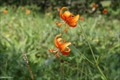 Lilium debile, photographed by Dmitry Kulakov