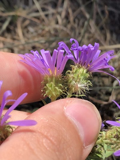 Dieteria bigelovii, photographed by Jared Shorma