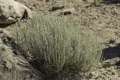 Artemisia bigelovii, photographed by Craig Martin