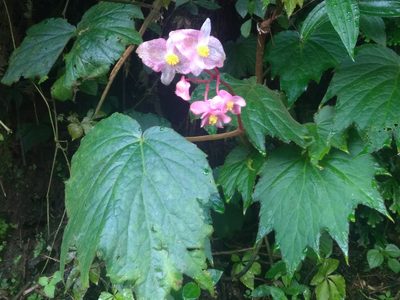 Begonia palmata, photographed by Chen Jia Hong