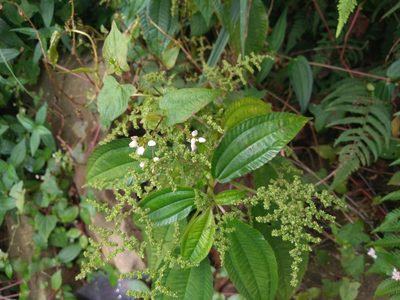 Pilea melastomoides, photographed by Chen Jia Hong