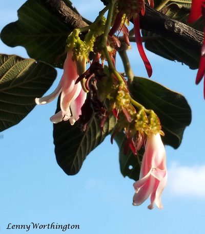 Dipterocarpus intricatus, photographed by Leonard Worthington