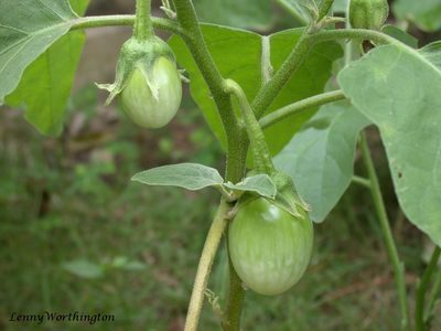 Solanum melongena, photographed by Leonard Worthington
