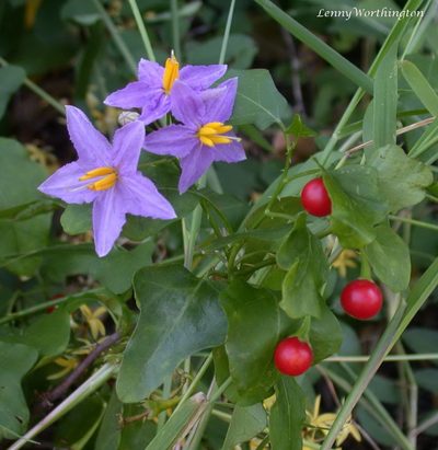 Solanum trilobatum, photographed by Leonard Worthington