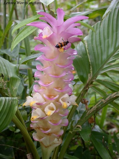 Curcuma petiolata, photographed by Leonard Worthington