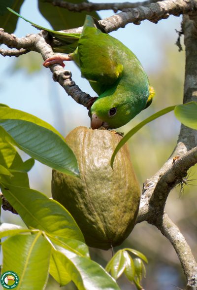 Pachira glabra, photographed by Diogo Luiz