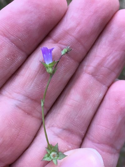 Heterocodon rariflorus, photographed by Matt Berger