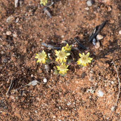 Hyalosperma semisterile, photographed by Kym Nicolson