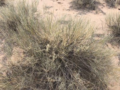 Psorothamnus scoparius, photographed by Jared Shorma