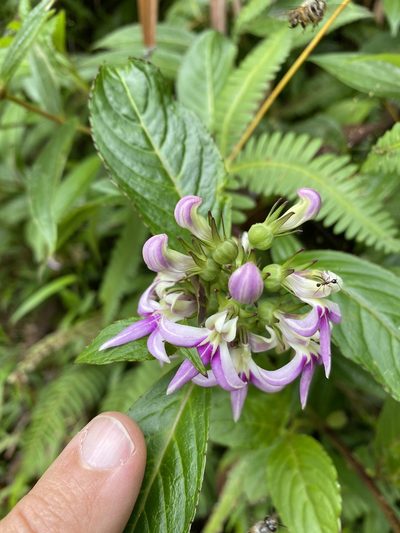 Lobelia borneensis, photographed by tlaloc27