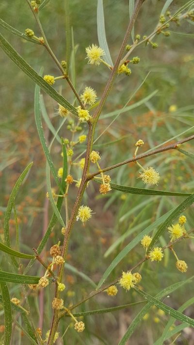 Acacia cognata, photographed by Vale Jenny Conolly