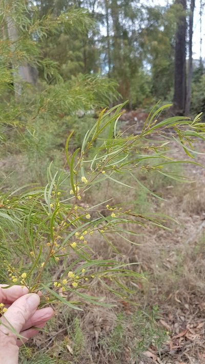 Acacia cognata, photographed by Vale Jenny Conolly