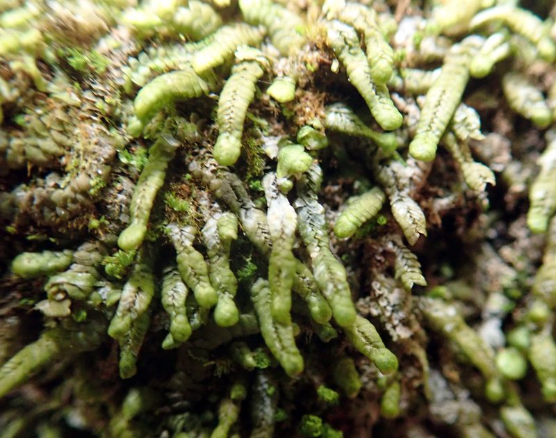 Thysananthus anguiformis, photographed by Peter de Lange