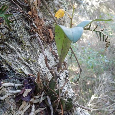 Polystachya pubescens, photographed by Henry de Lange