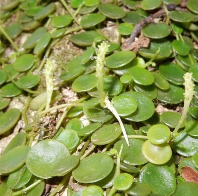 Peperomia bangroana, photographed by Henry de Lange