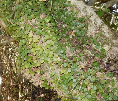 Peperomia bangroana, photographed by Henry de Lange