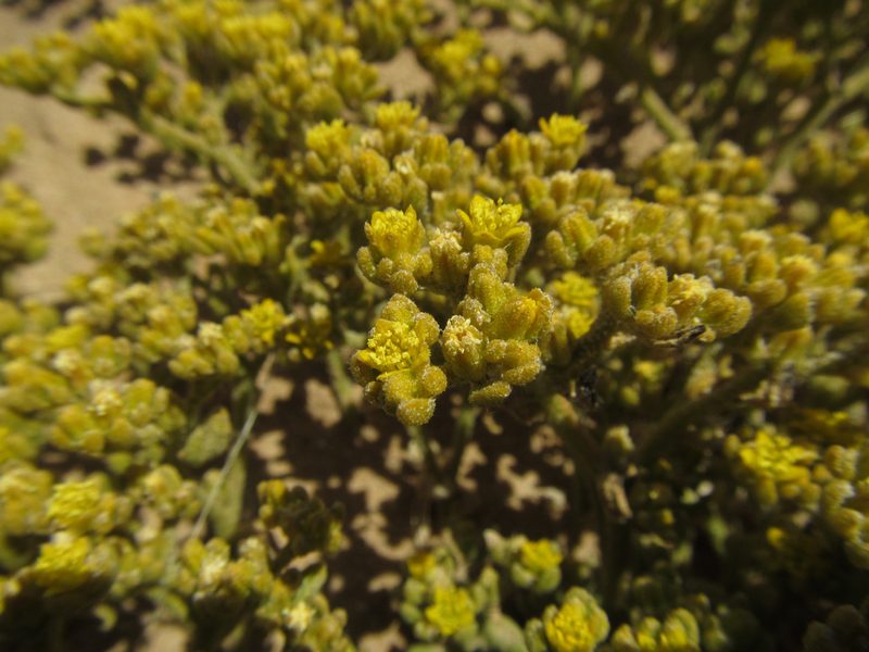 Aizoanthemum galenioides, photographed by Robert Taylor