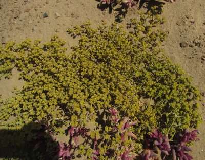 Aizoanthemum galenioides, photographed by Robert Taylor