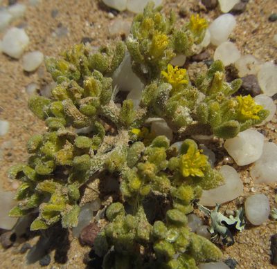 Aizoanthemum galenioides, photographed by Robert Taylor
