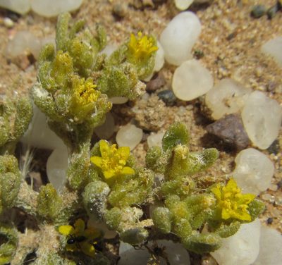 Aizoanthemum galenioides, photographed by Robert Taylor