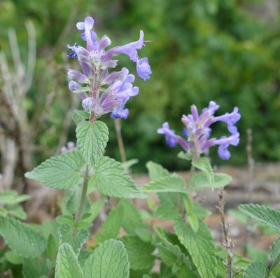 Nepeta racemosa, photographed by agujaceratops
