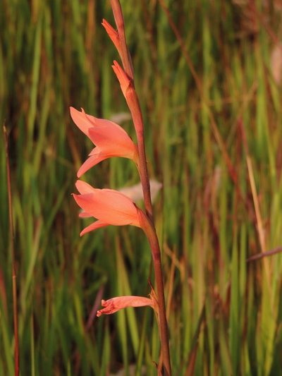 Gladiolus melleri, photographed by i_c_riddell