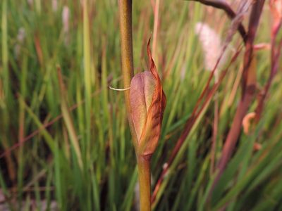 Gladiolus melleri, photographed by i_c_riddell