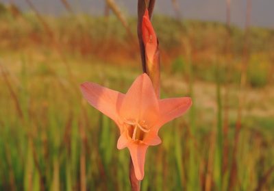 Gladiolus melleri, photographed by i_c_riddell