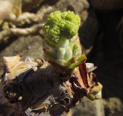 Cyphostemma currorii, photographed by Robert Taylor