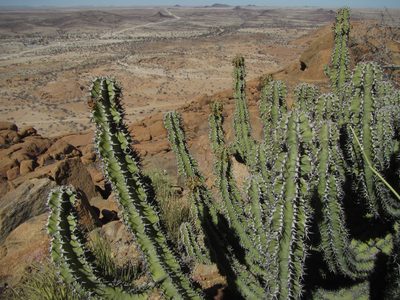 Euphorbia virosa, photographed by Robert Taylor