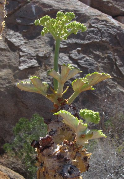 Cyphostemma currorii, photographed by Robert Taylor