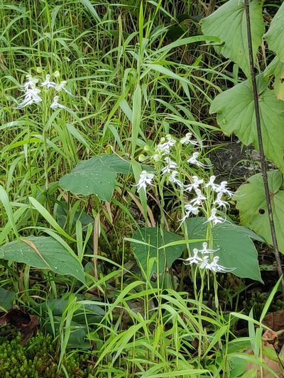 Habenaria crinifera, photographed by T R Shankar Raman