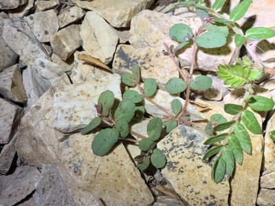 Euphorbia abramsiana, photographed by CK2AZ