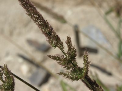Polypogon interruptus, photographed by Jim Morefield