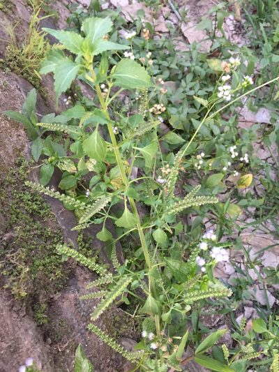 Basilicum polystachyon, photographed by Andre Hosper
