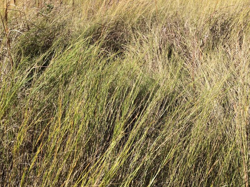 Muhlenbergia cuspidata, photographed by runcator