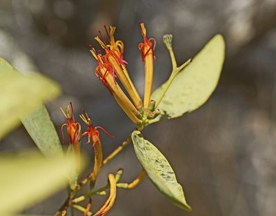 Dendrophthoe glabrescens, photographed by Tony Eales