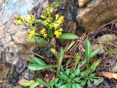 Solidago randii, photographed by Étienne Lacroix-Carignan