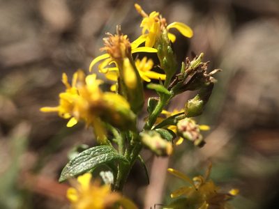 Solidago randii, photographed by Étienne Lacroix-Carignan