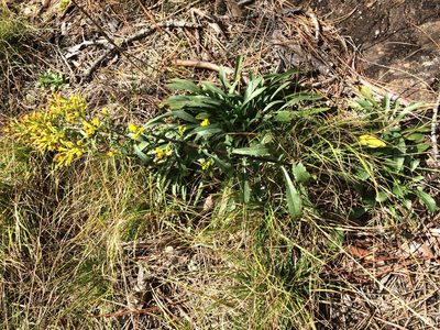 Solidago randii, photographed by Étienne Lacroix-Carignan