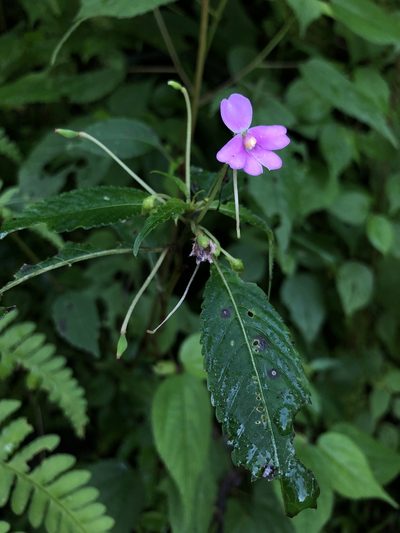 Impatiens dasysperma, photographed by Divya Mudappa