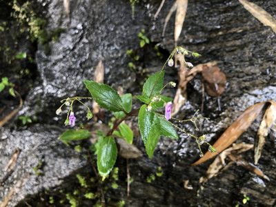 Impatiens goughii, photographed by Divya Mudappa