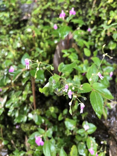 Impatiens goughii, photographed by Divya Mudappa