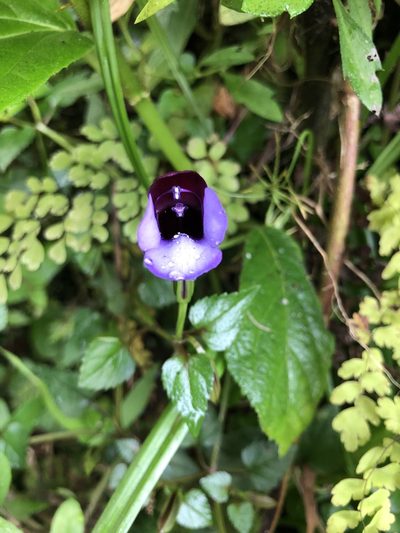 Torenia bicolor, photographed by Divya Mudappa