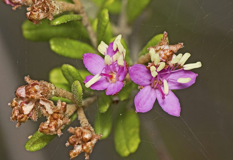 Phebalium nottii, photographed by Tony Eales