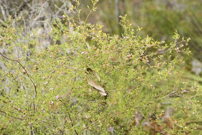 Phebalium nottii, photographed by Tony Eales