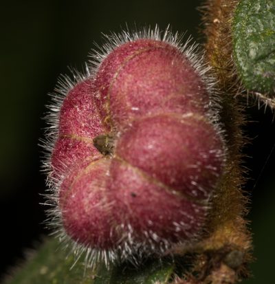 Glochidion eriocarpum, photographed by portioid