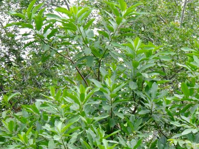 Sapium lateriflorum, photographed by Francisco Farriols Sarabia