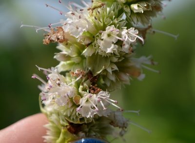Agastache scrophulariifolia, photographed by Evan Barker